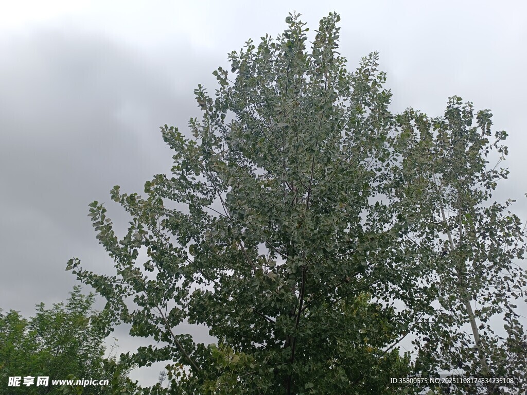 陰天中的蔥郁樹木