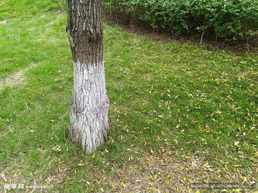 樹干基部涂白的綠植景觀