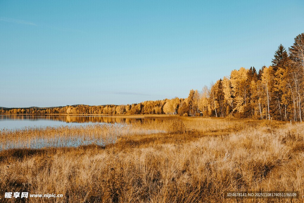 秋日湖畔金黃草木映藍(lán)天