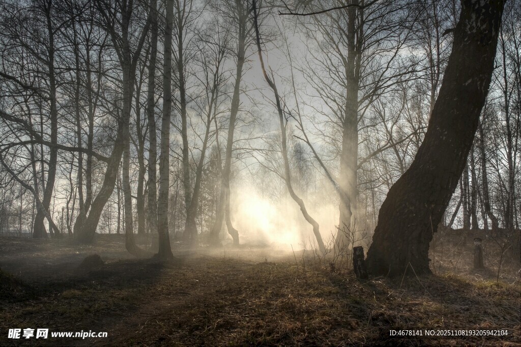 迷霧森林中的神秘曙光