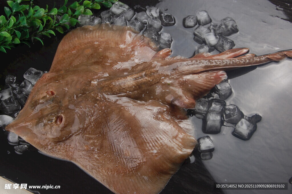 新鮮鰩魚置于冰塊之上