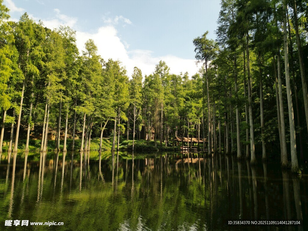 林間靜謐湖水綠意盎然