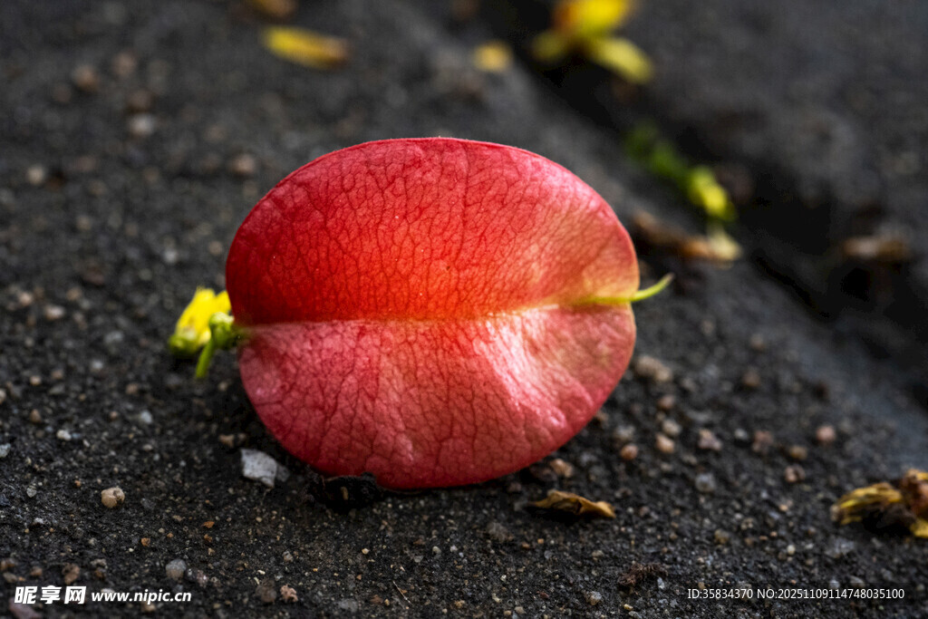 地上的欒樹(shù)花