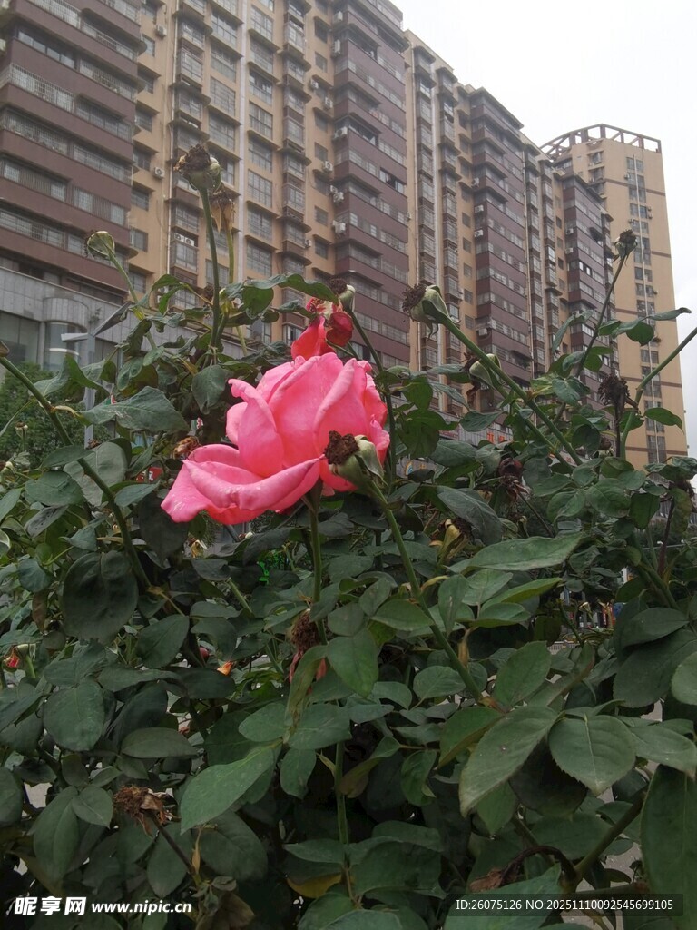 城市中綻放的嬌艷粉色花朵