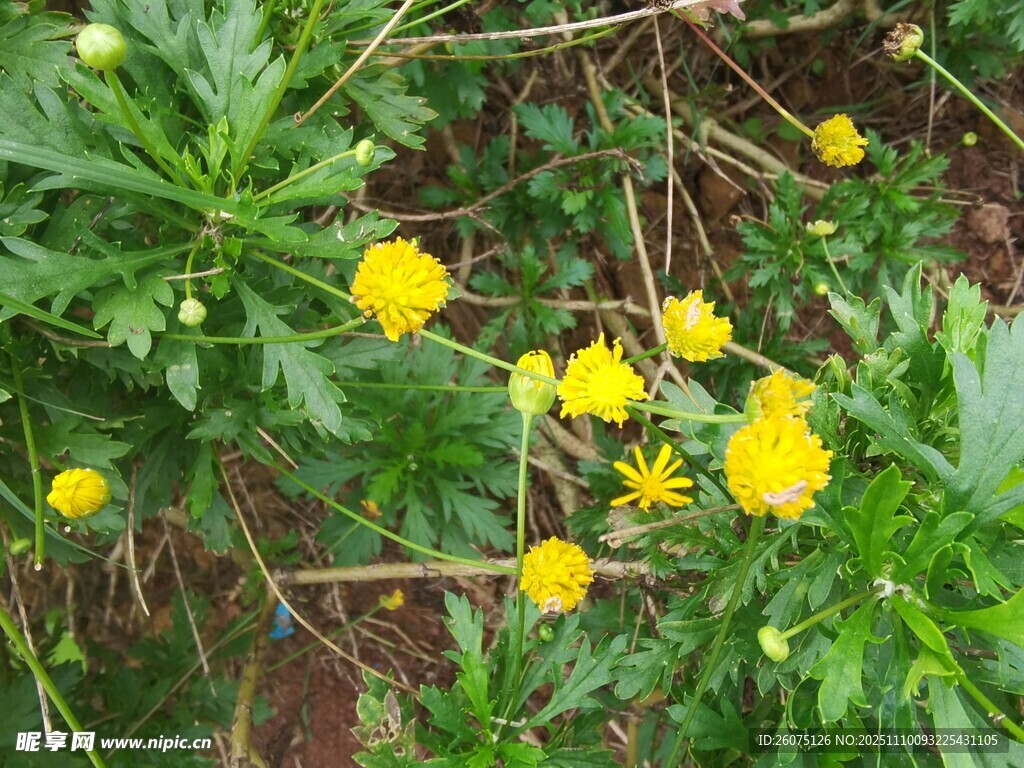黃色小花綻放于綠葉間