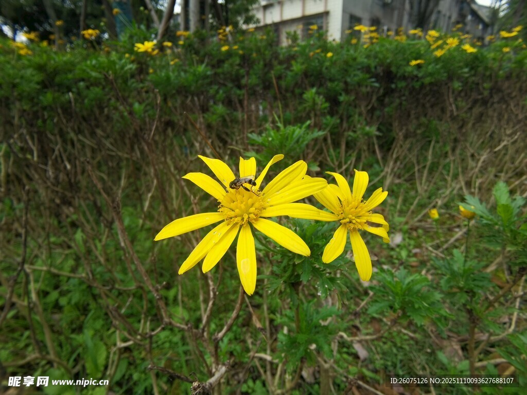 兩朵黃色小花綻放于草叢