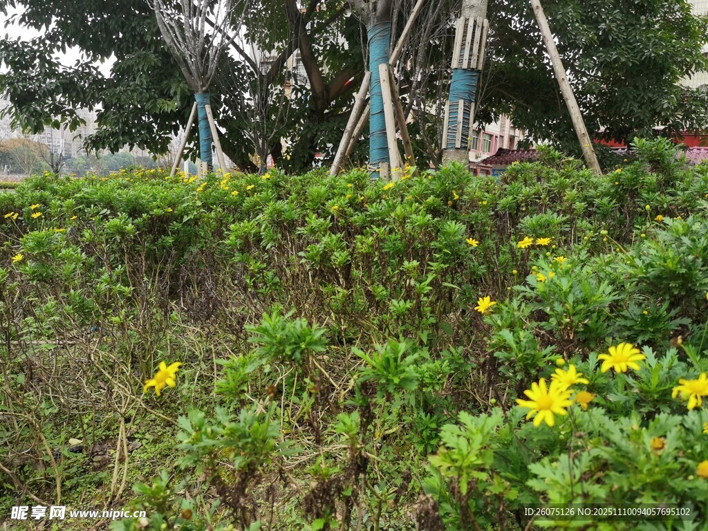 公園中綻放的黃色小花