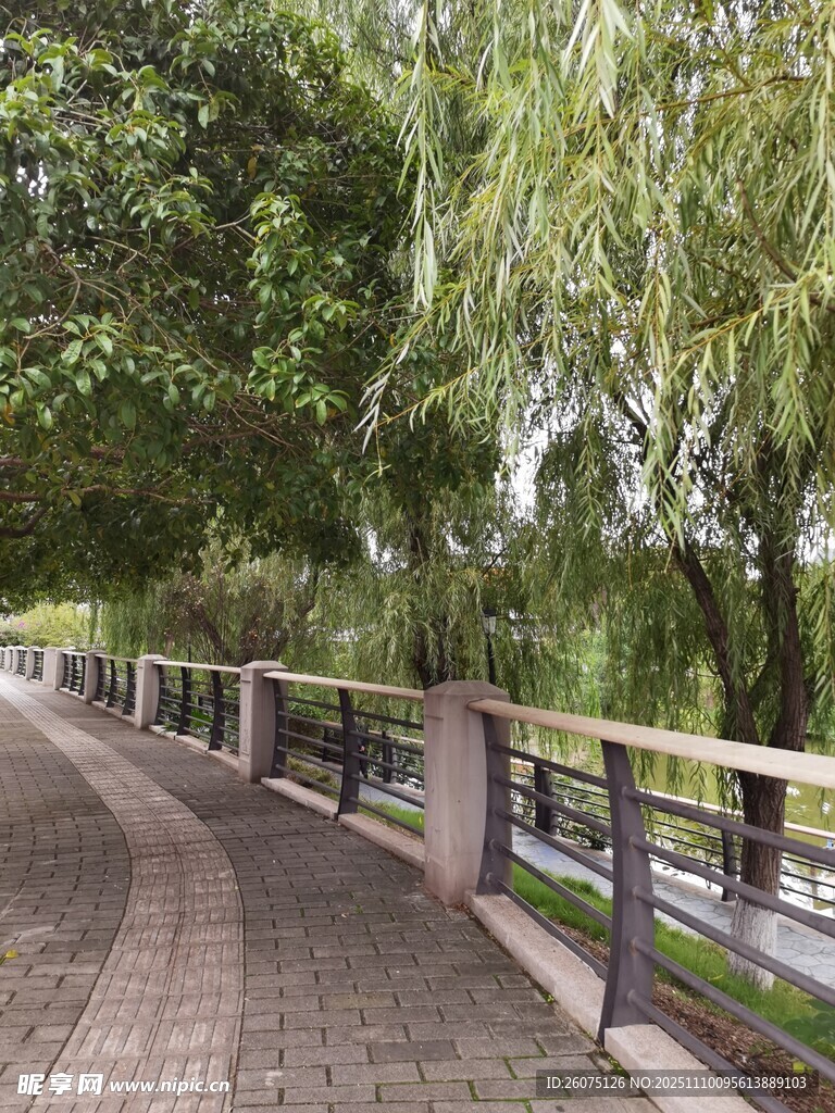 河畔林蔭步道美景