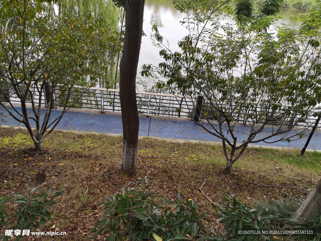 路邊樹木與綠植景觀