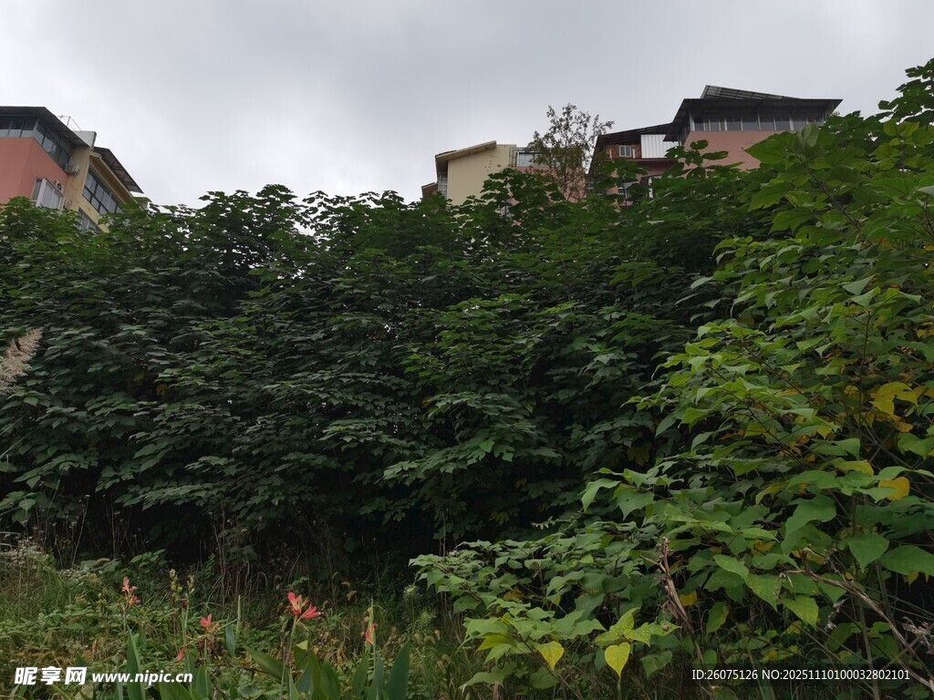 山林間隱約可見的建筑