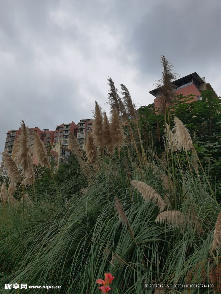 蘆葦叢中的古樸建筑