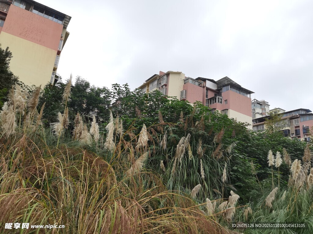 樓前搖曳的蘆葦景觀