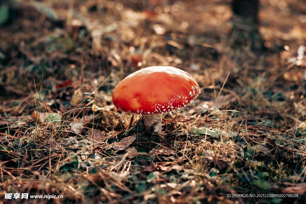 森林中的紅色蘑菇