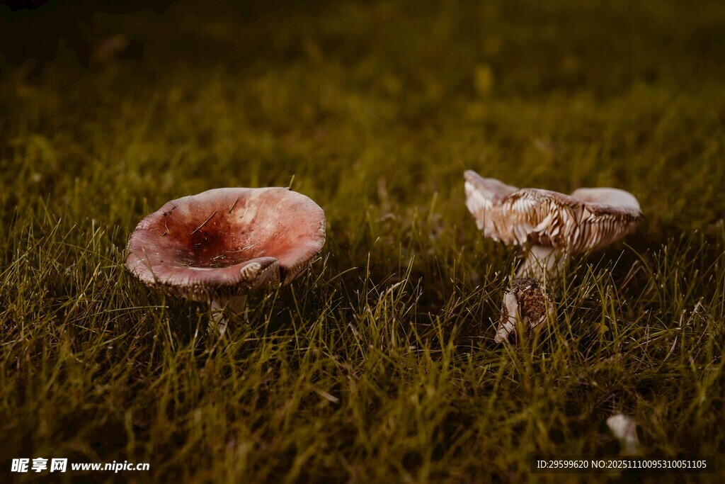 草地上的兩朵蘑菇