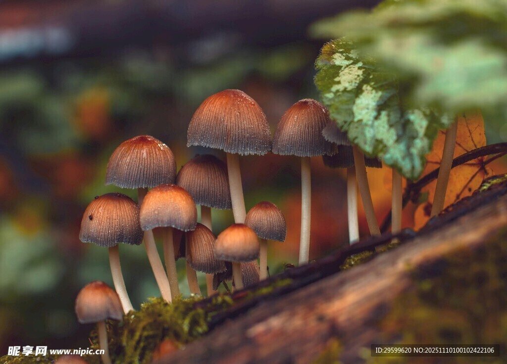 木頭上生長(zhǎng)的小巧蘑菇