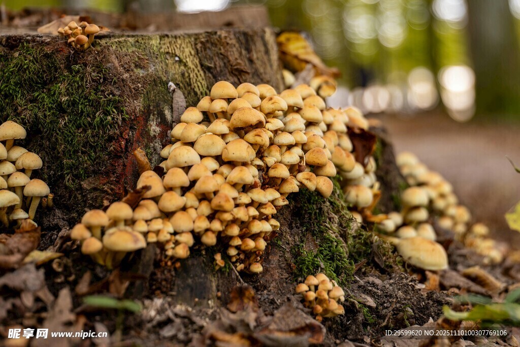 樹樁上的金黃蘑菇群