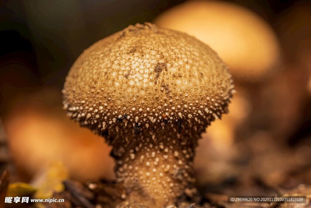 帶刺小蘑菇特寫