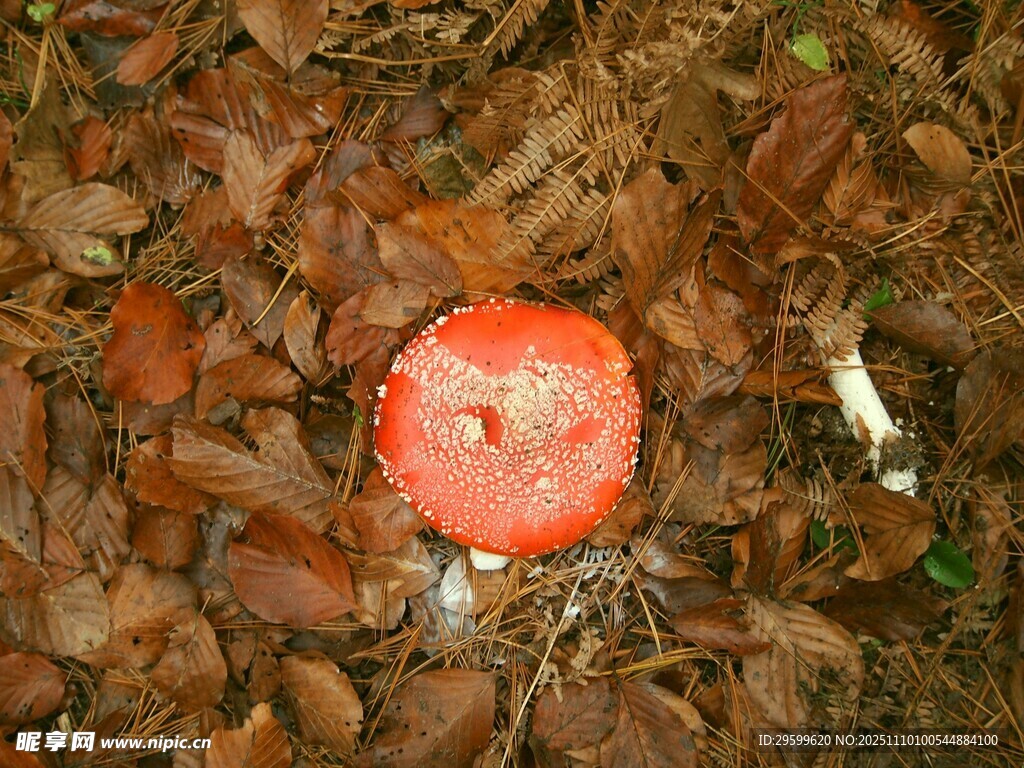 落葉中的紅蘋果