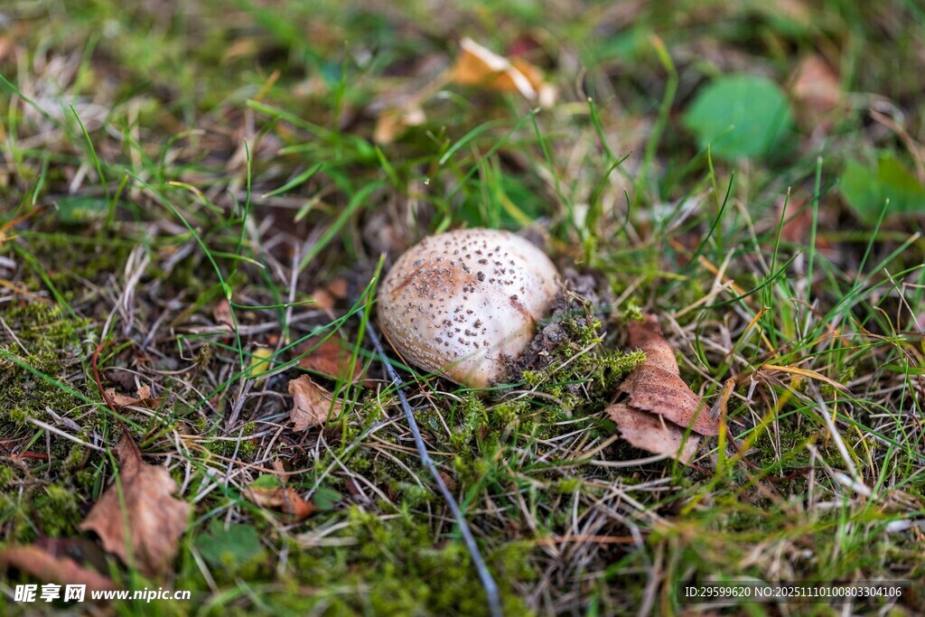 草地上的白色蘑菇