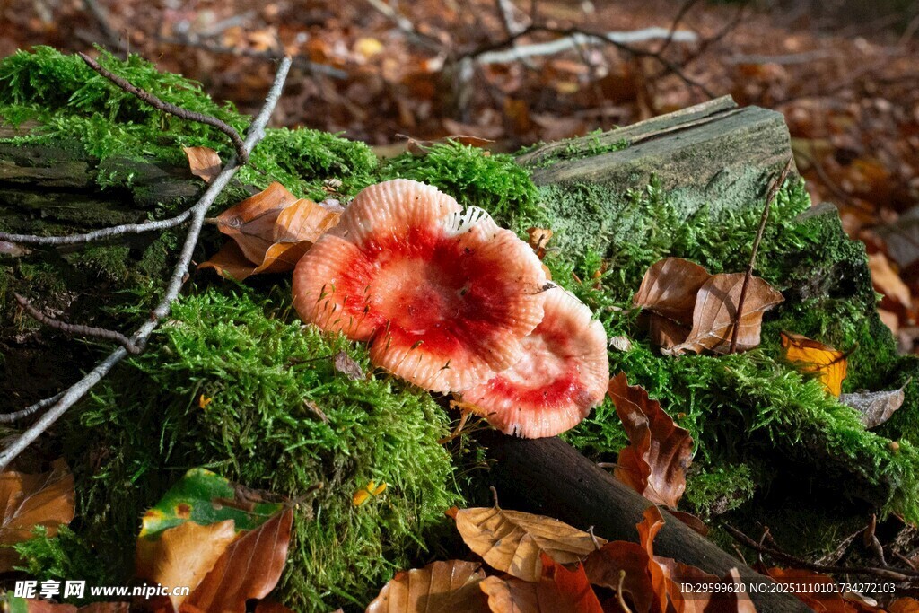 森林中色澤艷麗的紅蘑菇