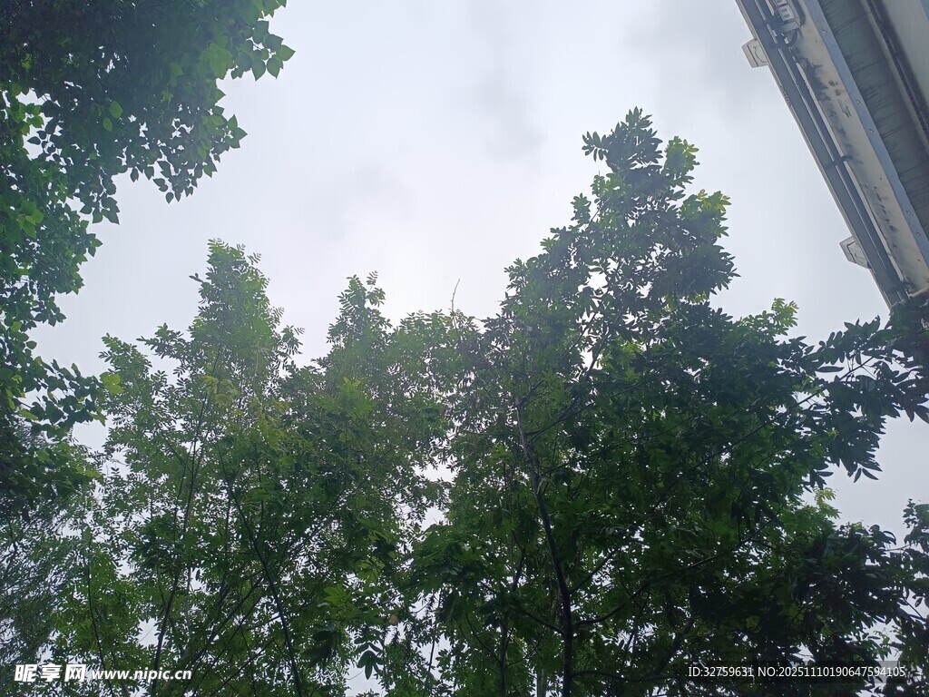 仰視綠樹與天空景象