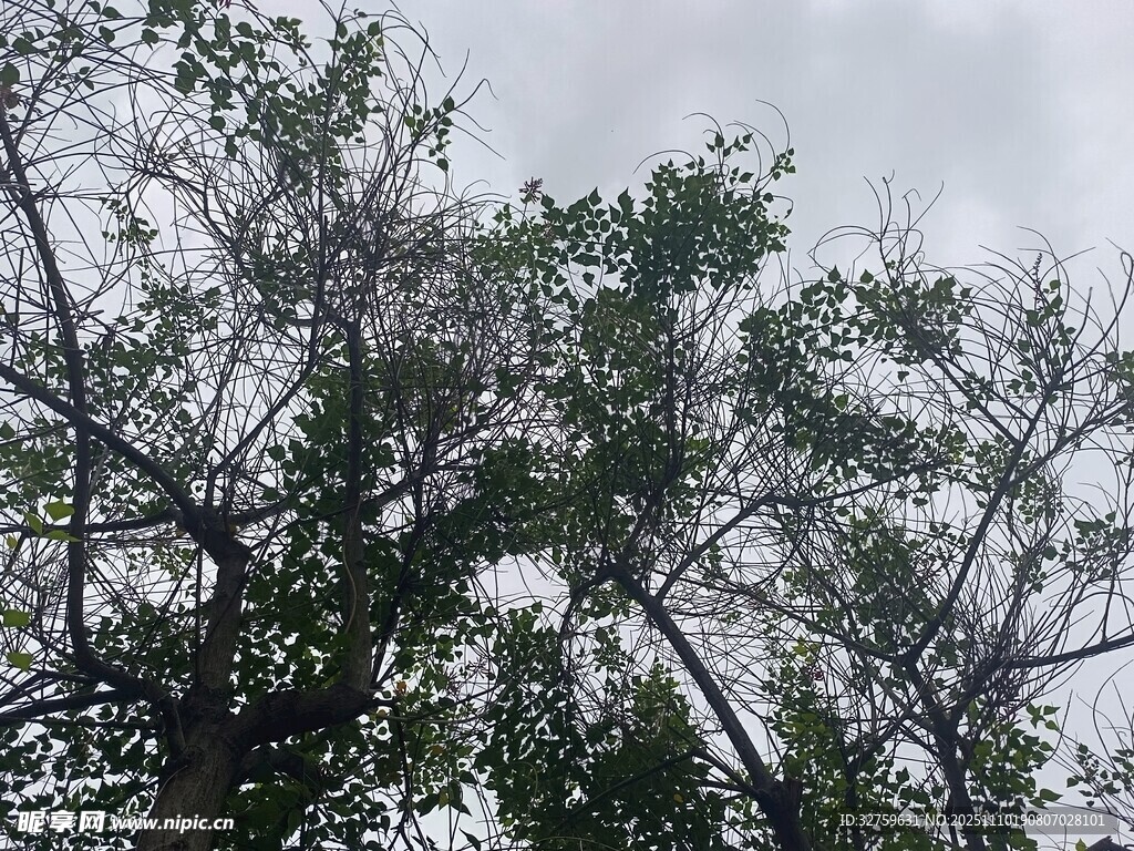 天空下的繁茂樹木