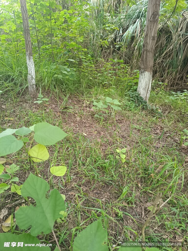 林間草地植物景象