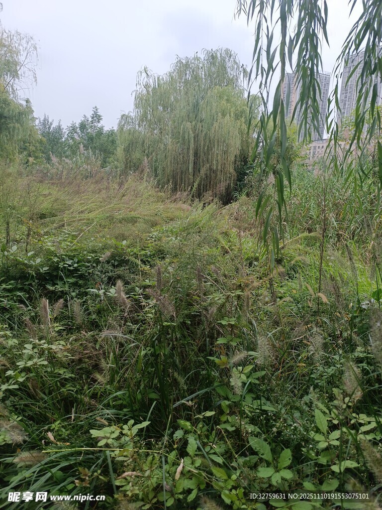 野外繁茂的綠植景觀