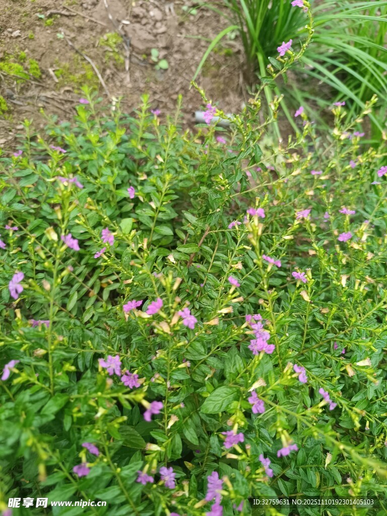 草叢中的紫色小花綻放