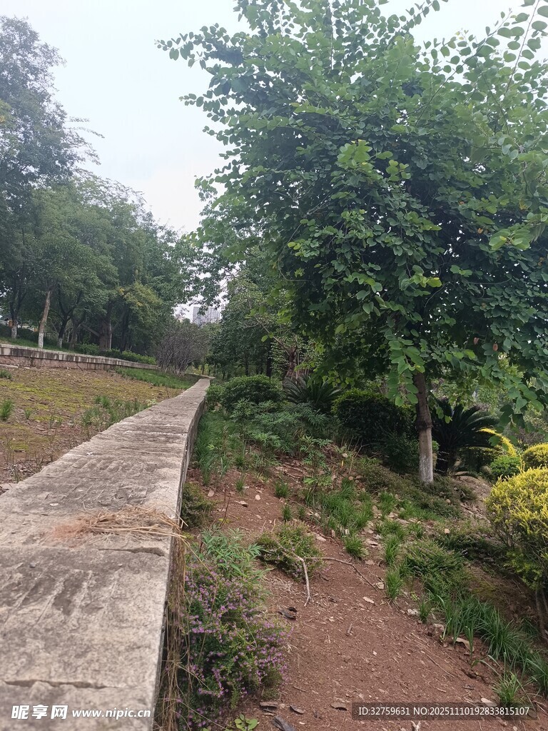 鄉(xiāng)間小道旁的蔥郁綠植