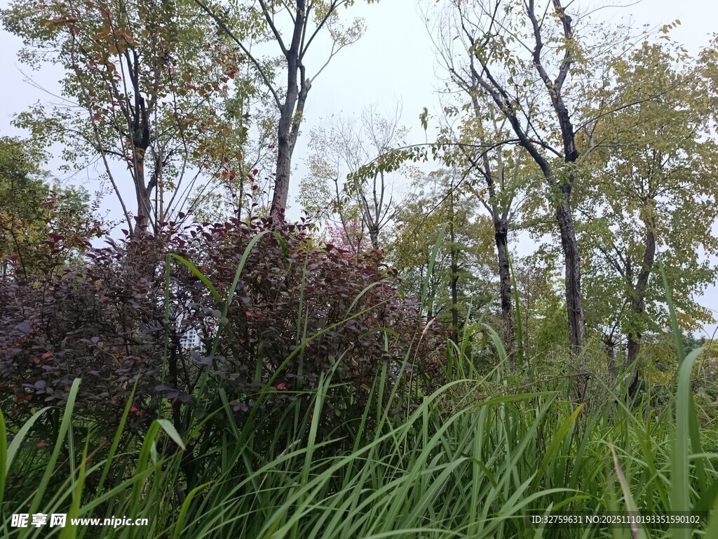 野外繁茂草木景觀