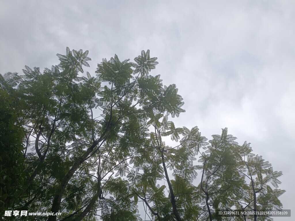 仰視茂密樹(shù)林與天空