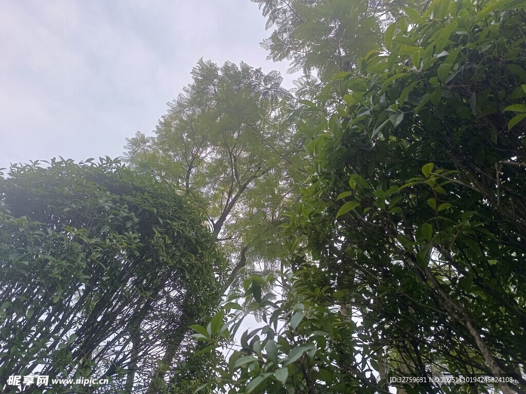 茂密樹林中的綠意景象