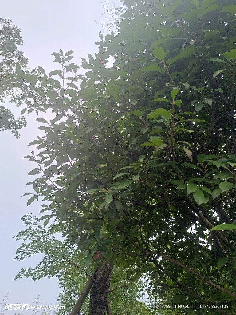 雨中蔥郁樹木