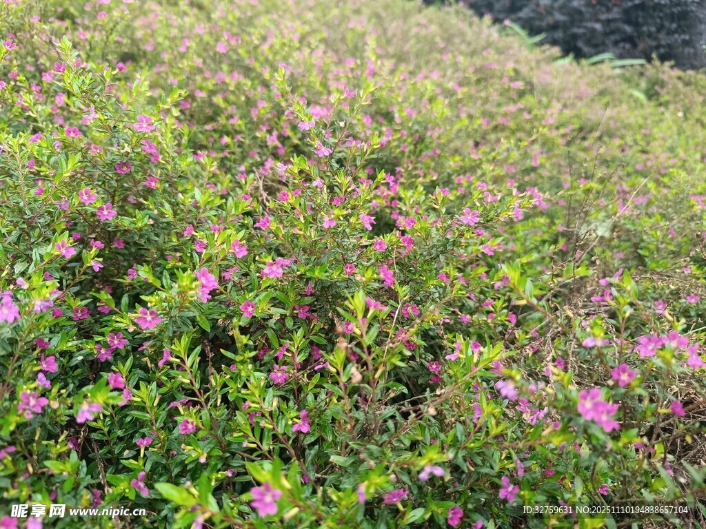 野外繁茂的紫色小花叢