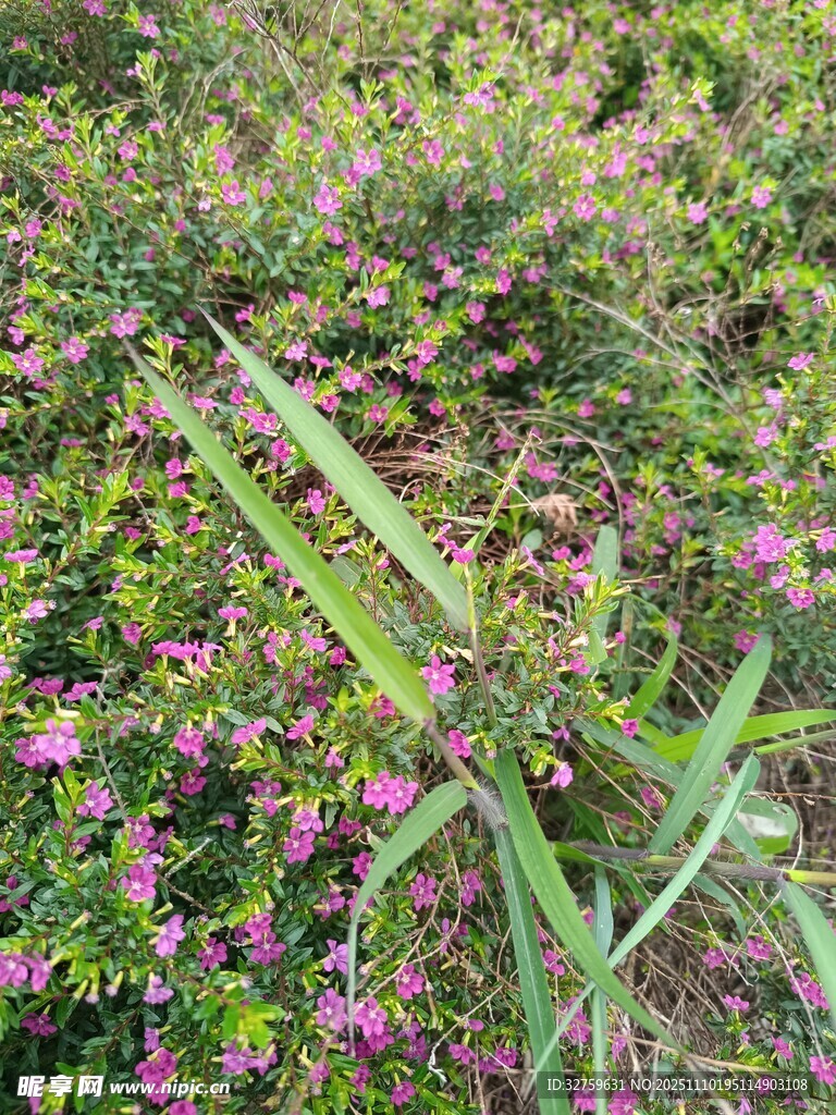 草叢中的嫩綠植物與紫花