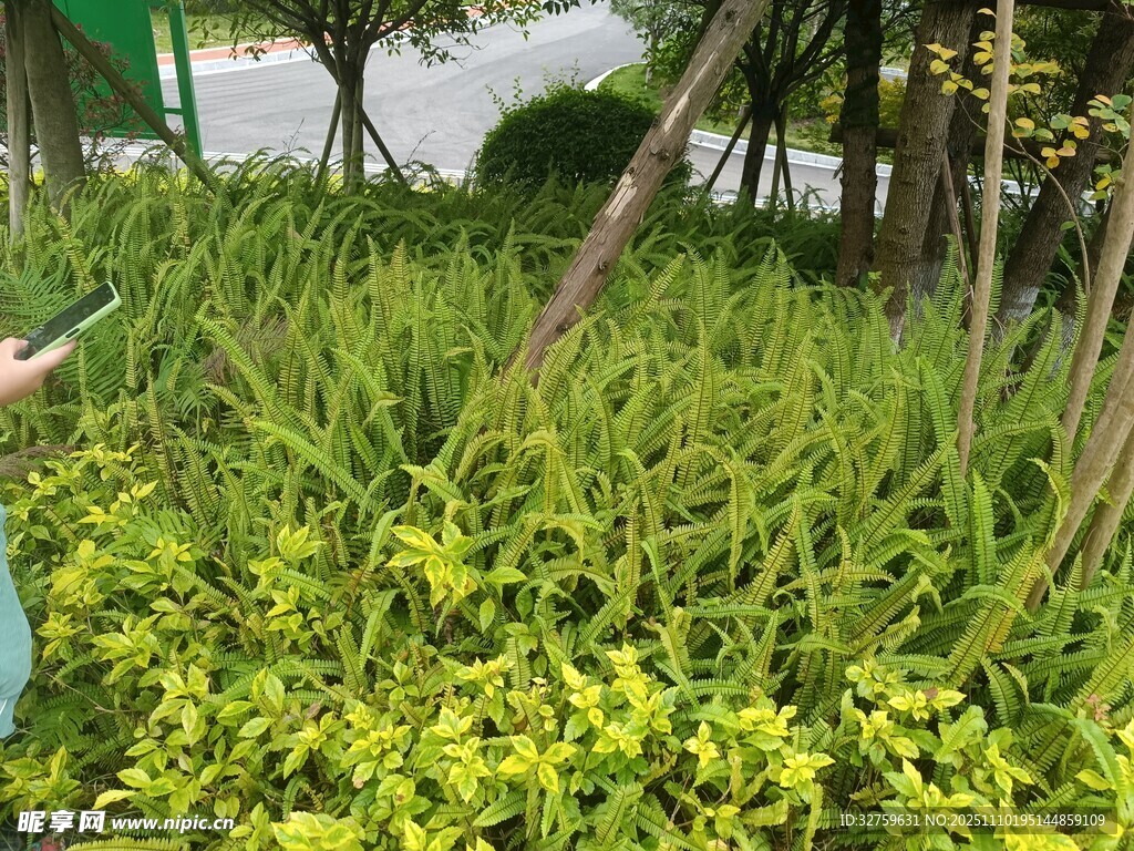 翠綠繁茂的綠植景觀