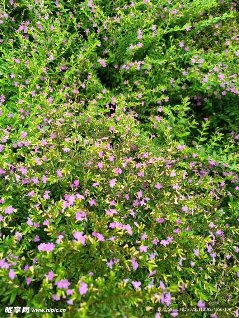 繁茂花叢中的紫色小花