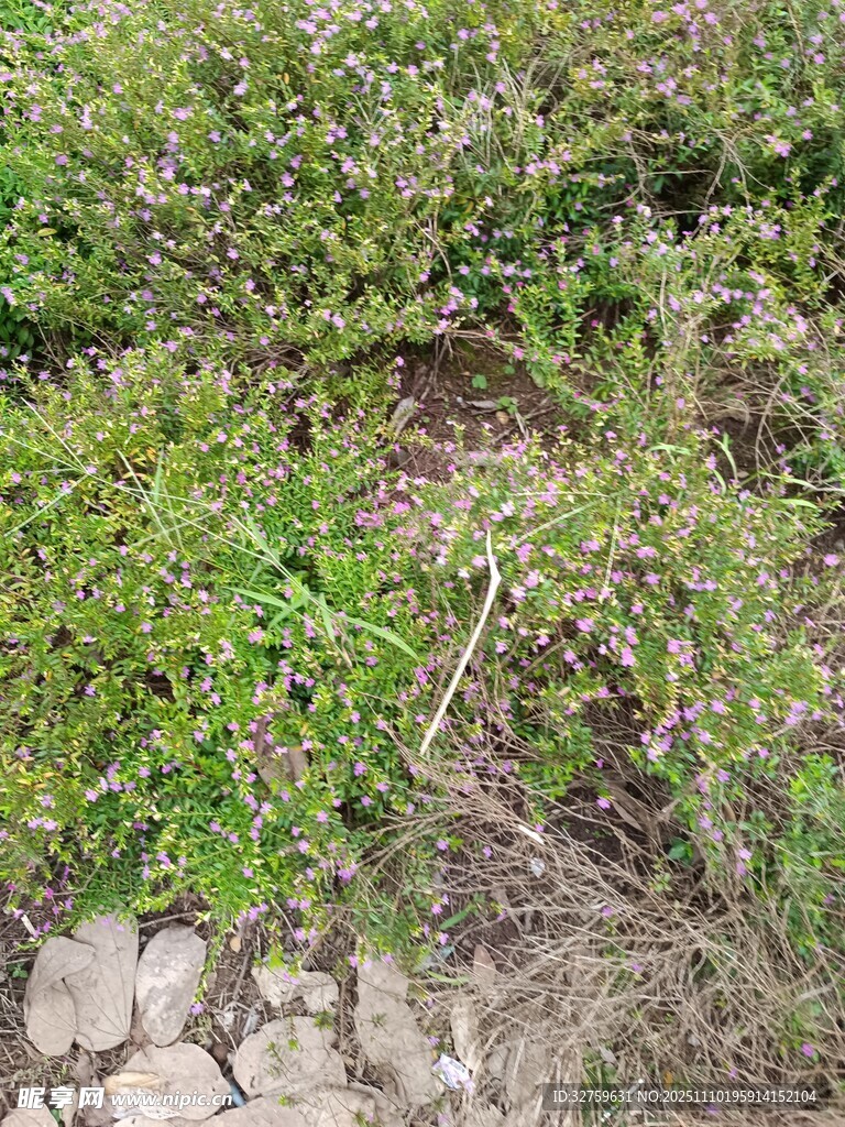 野外叢生開紫花的綠植