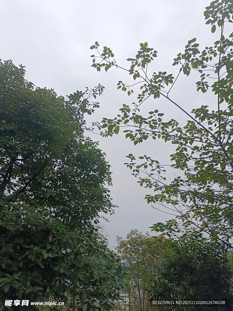 陰天中的繁茂樹林