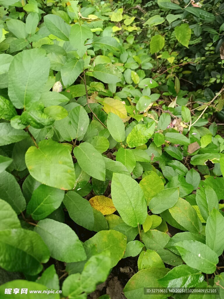 翠綠繁茂的水生植物景觀