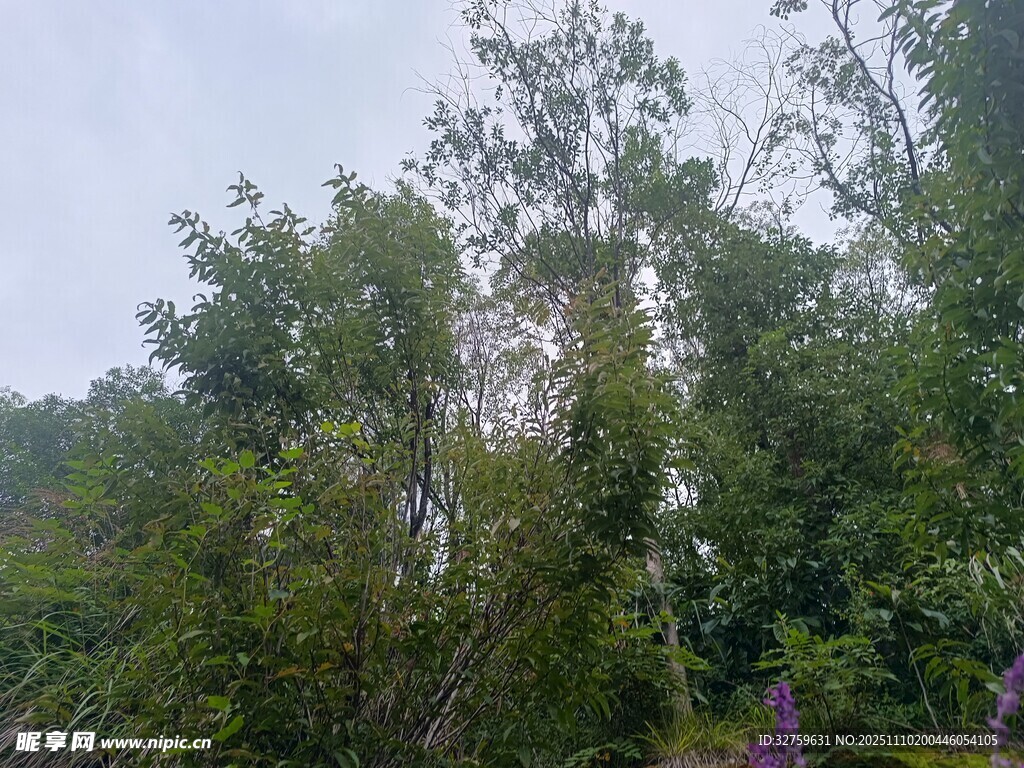 茂密樹林中的多樣植被