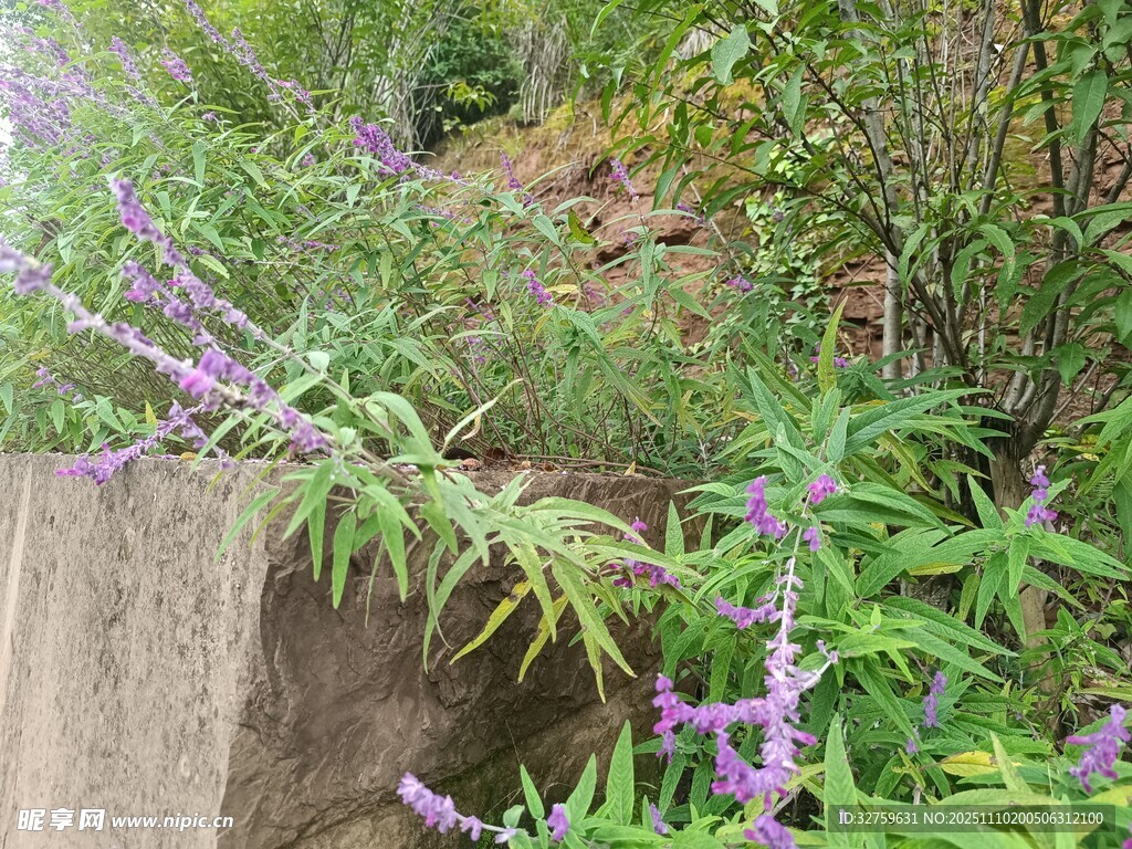 山坡上的紫色花卉植物