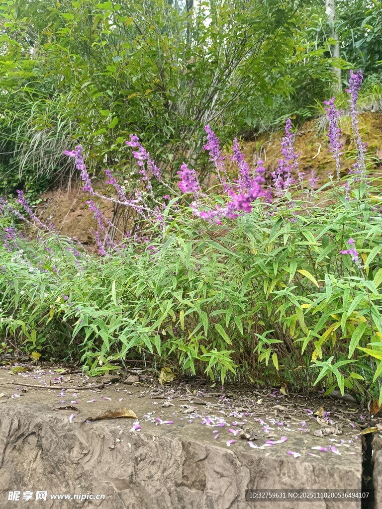 石墻邊的多彩花草