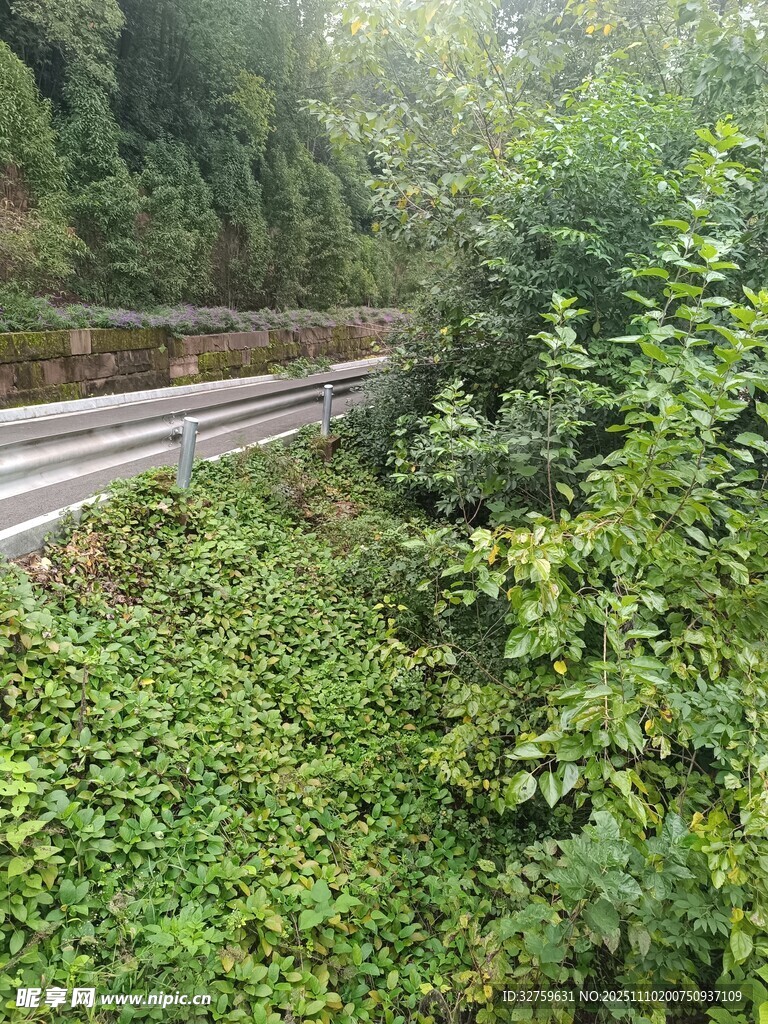 山間蜿蜒公路旁綠意盎然