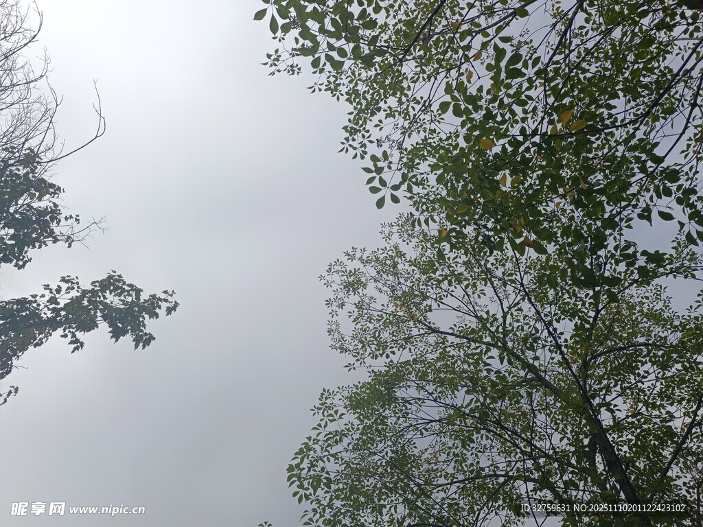 仰視樹林中的天空