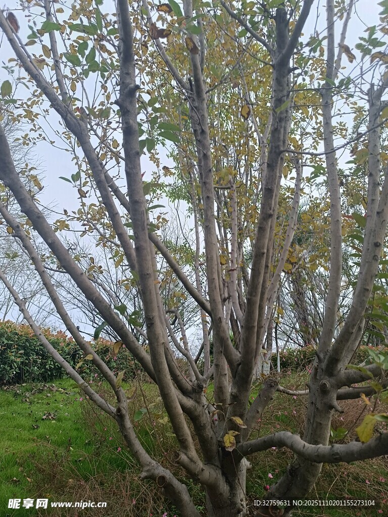 秋日繁茂樹木景觀