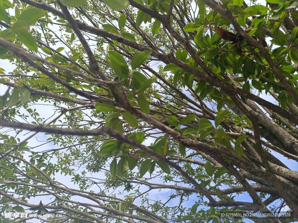 仰視繁茂樹枝與綠葉