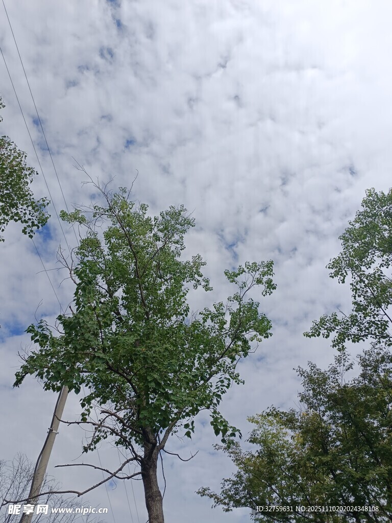 仰望天空下的蔥郁樹木