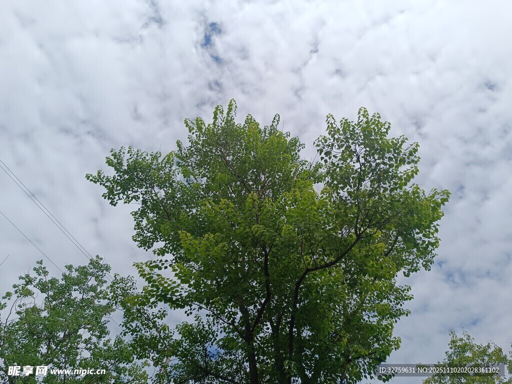 仰觀綠樹(shù)與天際